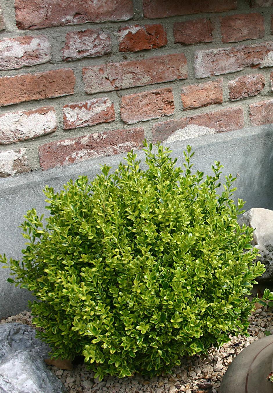 Buxus Microphylla 'golden Dream' - View 16 from www redcrocus com