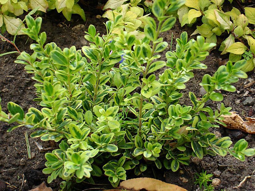 Buxus Microphylla 'golden Dream' - View 17 from www redcrocus com