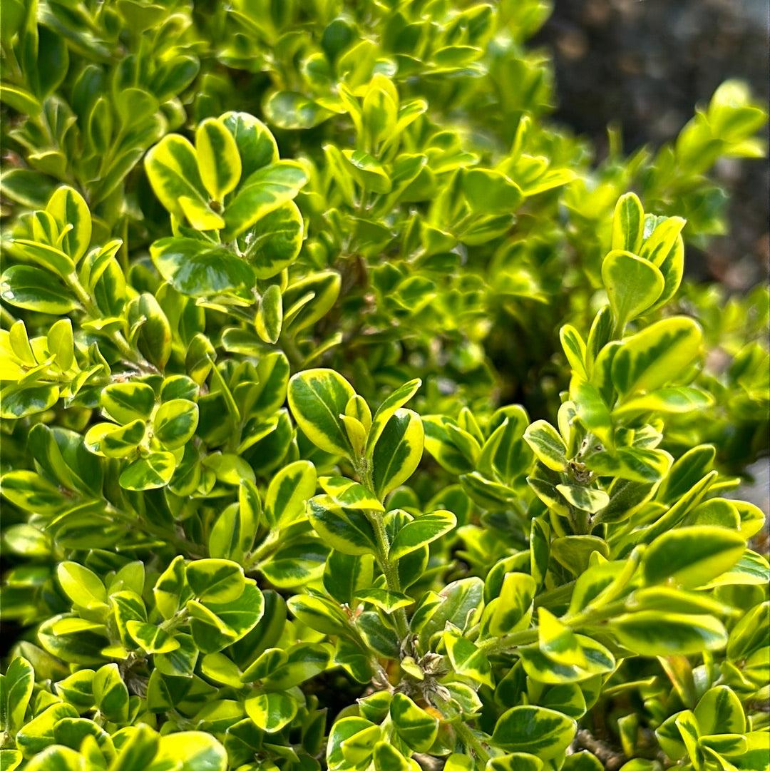 Buxus Microphylla 'golden Dream' - View 18 from www redcrocus com