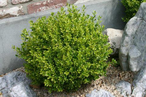 Buxus Microphylla 'golden Dream' - View 19 from www redcrocus com
