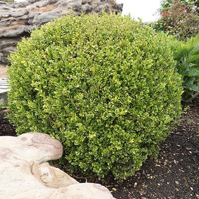 Buxus Microphylla 'golden Dream' - View 20 from www redcrocus com