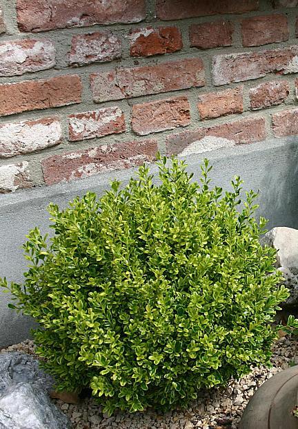 Buxus Microphylla 'golden Dream' - View 21 from www redcrocus com