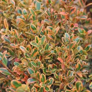 Buxus Microphylla 'golden Dream' - View 22 from www redcrocus com