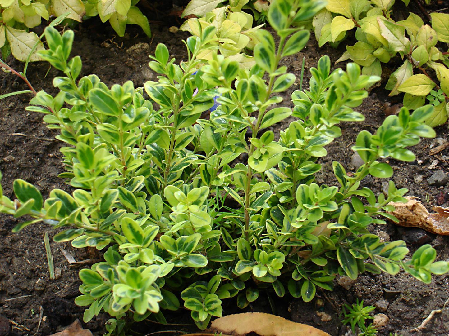 Buxus Microphylla 'golden Dream' - View 25 from www redcrocus com