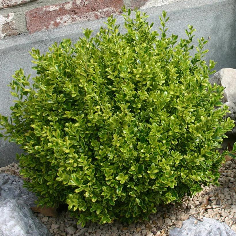 Buxus Microphylla 'golden Dream' - View 26 from www redcrocus com