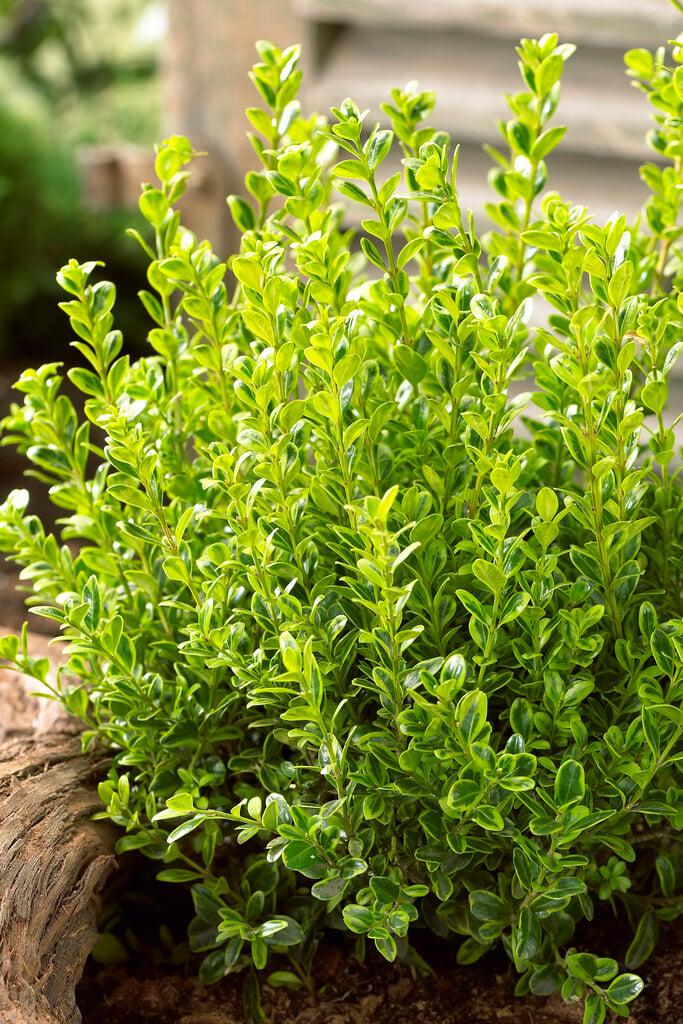 Buxus Microphylla 'golden Dream' - View 28 from www redcrocus com