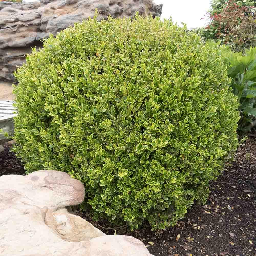 Buxus Microphylla 'golden Dream' - View 29 from www redcrocus com