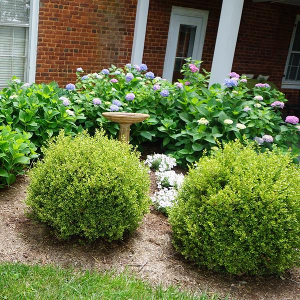 Buxus Microphylla 'golden Dream' - View 2 from www redcrocus com