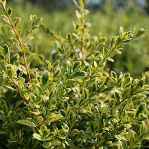 Buxus Microphylla 'golden Dream' - View 30 from www redcrocus com