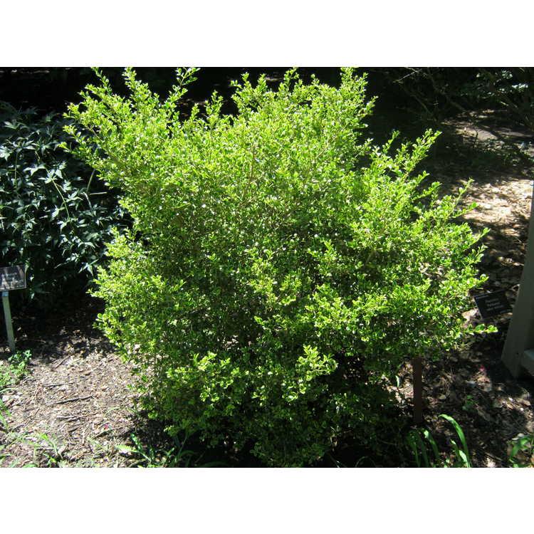 Buxus Microphylla 'golden Dream' - View 33 from www redcrocus com