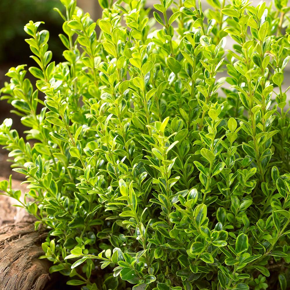 Buxus Microphylla 'golden Dream' - View 34 from www redcrocus com