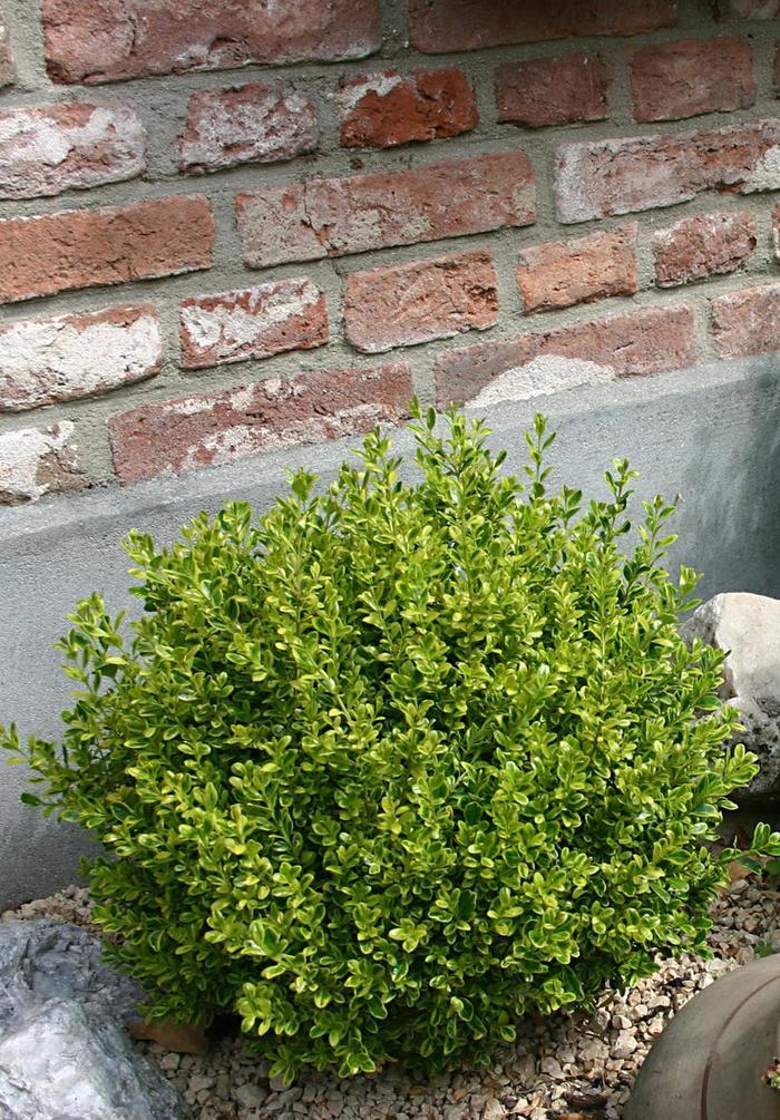 Buxus Microphylla 'golden Dream' - View 35 from www redcrocus com