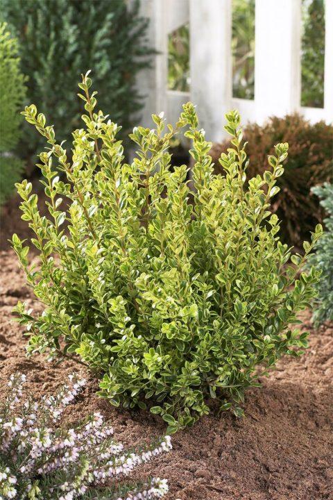 Buxus Microphylla 'golden Dream' - View 3 from www redcrocus com