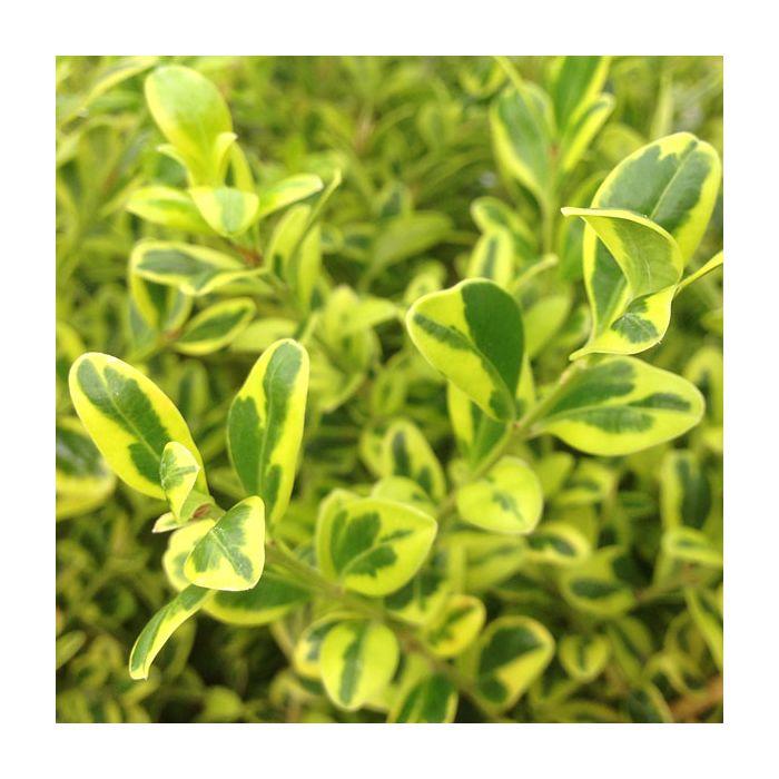 Buxus Microphylla 'golden Dream' - View 4 from www redcrocus com