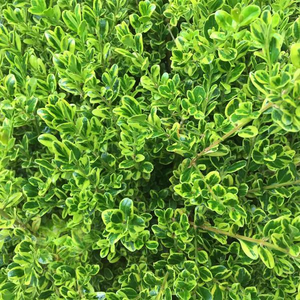 Buxus Microphylla 'golden Dream' - View 6 from www redcrocus com