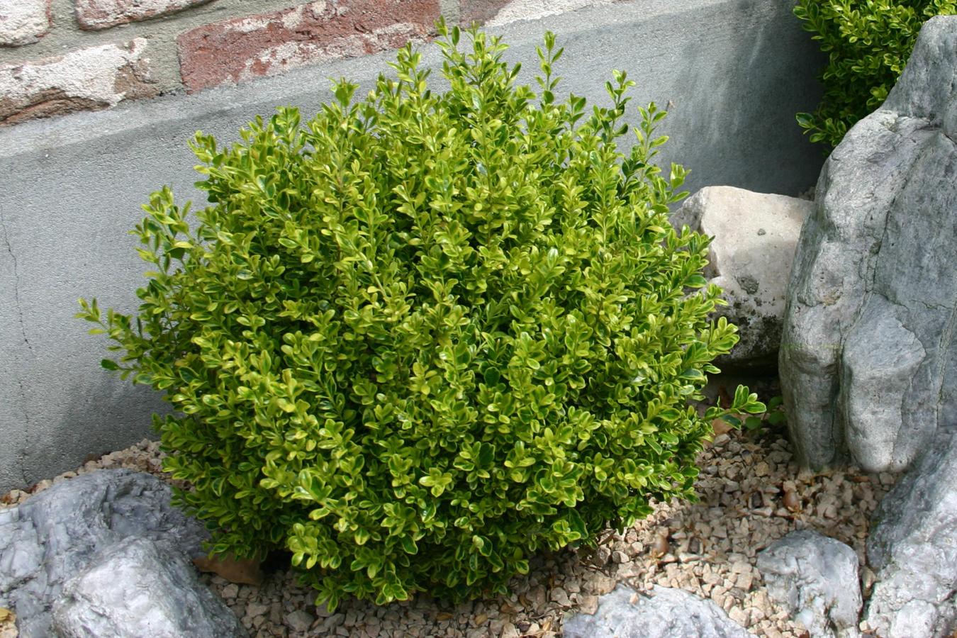 Buxus Microphylla 'golden Dream' - View 8 from www redcrocus com