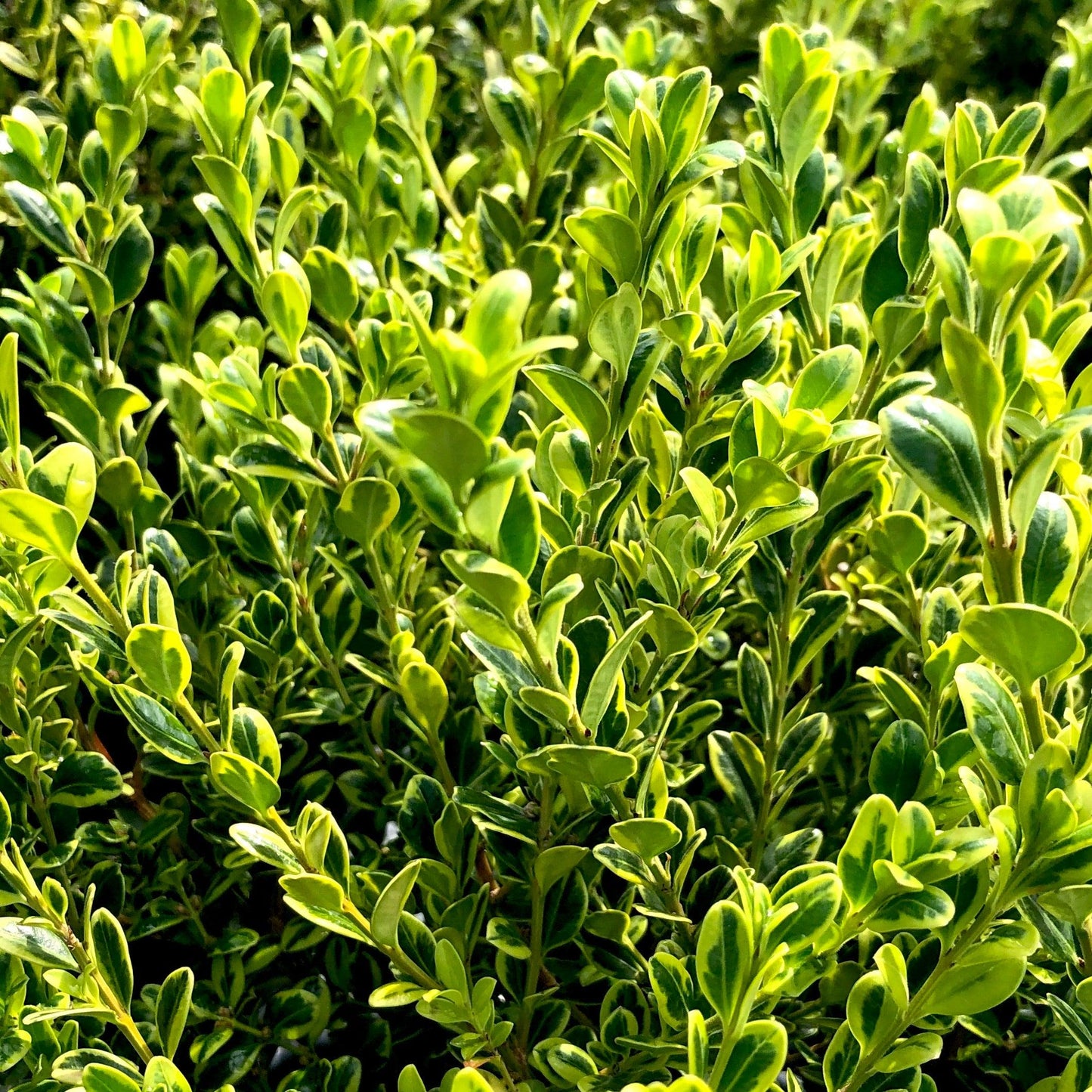 Buxus Microphylla 'golden Dream' - View 9 from www redcrocus com