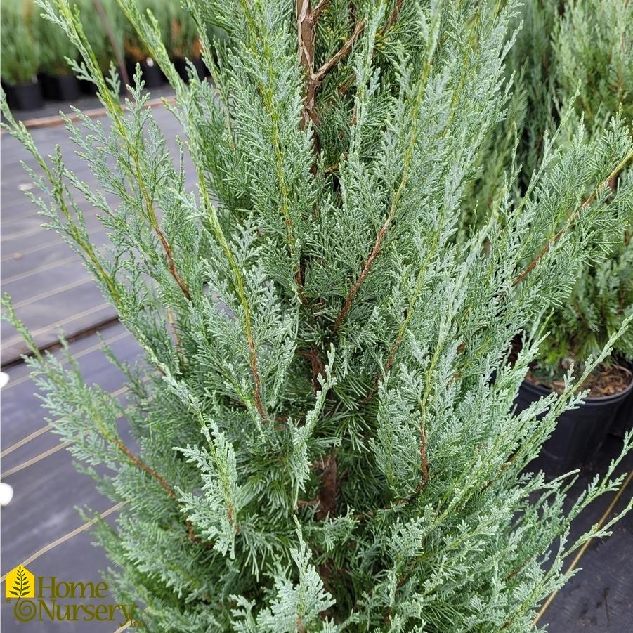 Juniperus Scopulorum Wichita Blue - View 2 from www redcrocus com