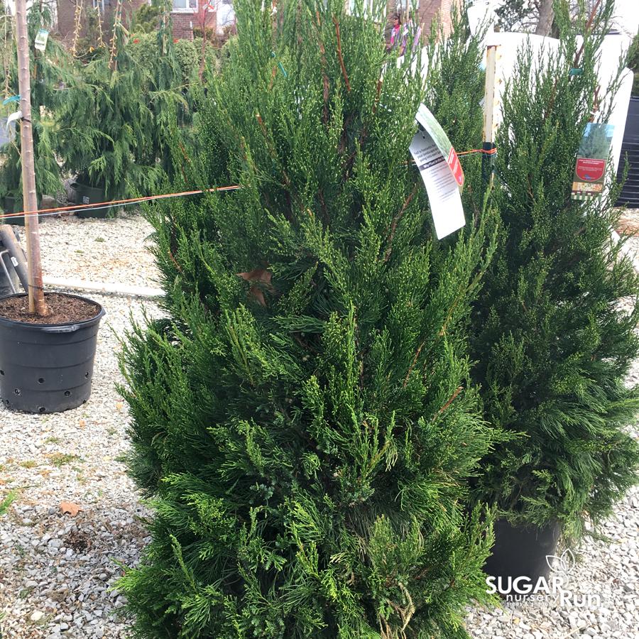 Juniperus Chinensis Hetzii Columnaris - View 12 from www redcrocus com