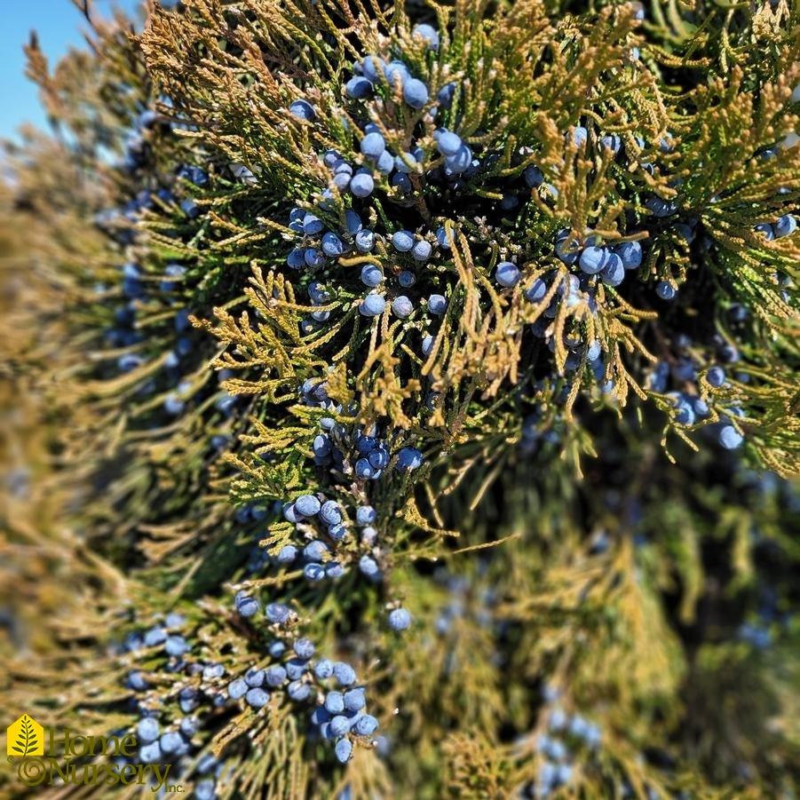 Juniperus Chinensis Hetzii Columnaris - View 15 from www redcrocus com