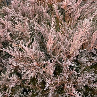 Juniperus Horizontalis 'youngstown' - View 27 from www redcrocus com