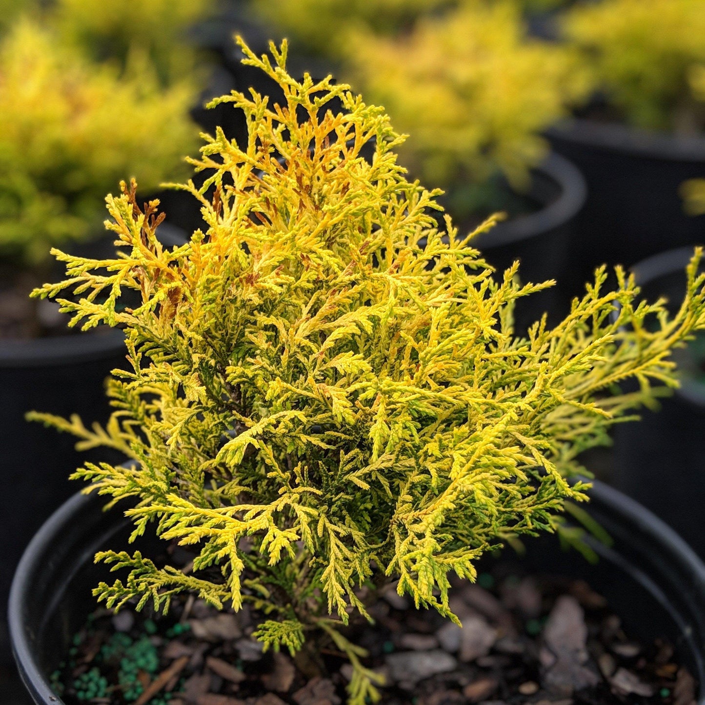 Chamaecyparis Pisifera King S Gold - View 12 from www redcrocus com
