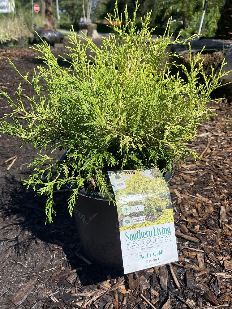 Chamaecyparis Pisifera King S Gold - View 13 from www redcrocus com