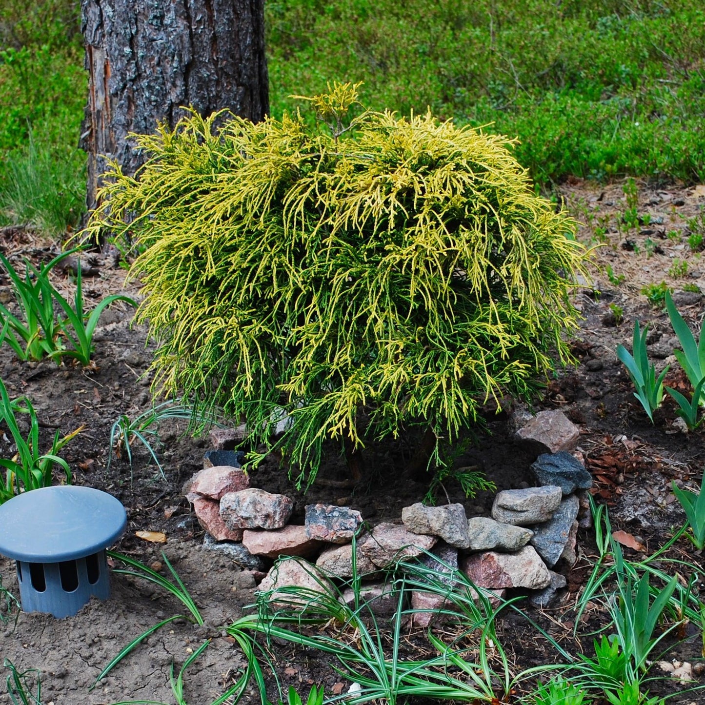 Chamaecyparis Pisifera King S Gold - View 14 from www redcrocus com