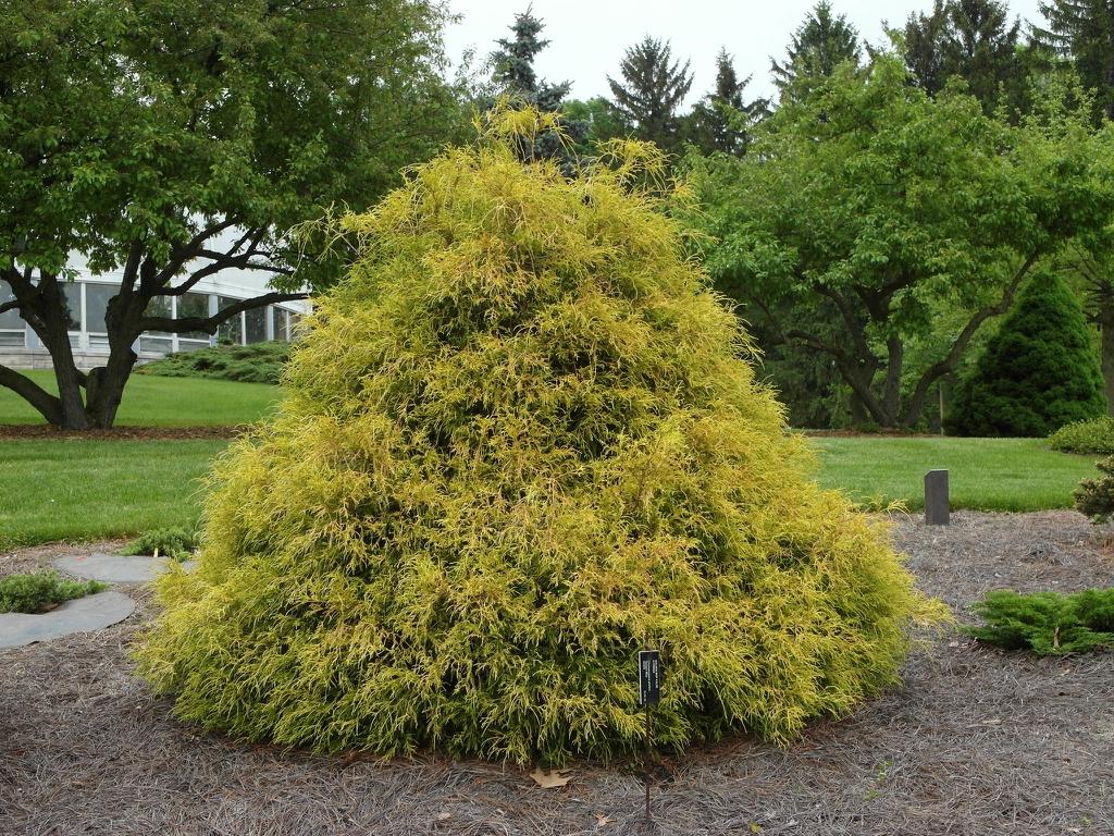 Chamaecyparis Pisifera King S Gold - View 15 from www redcrocus com