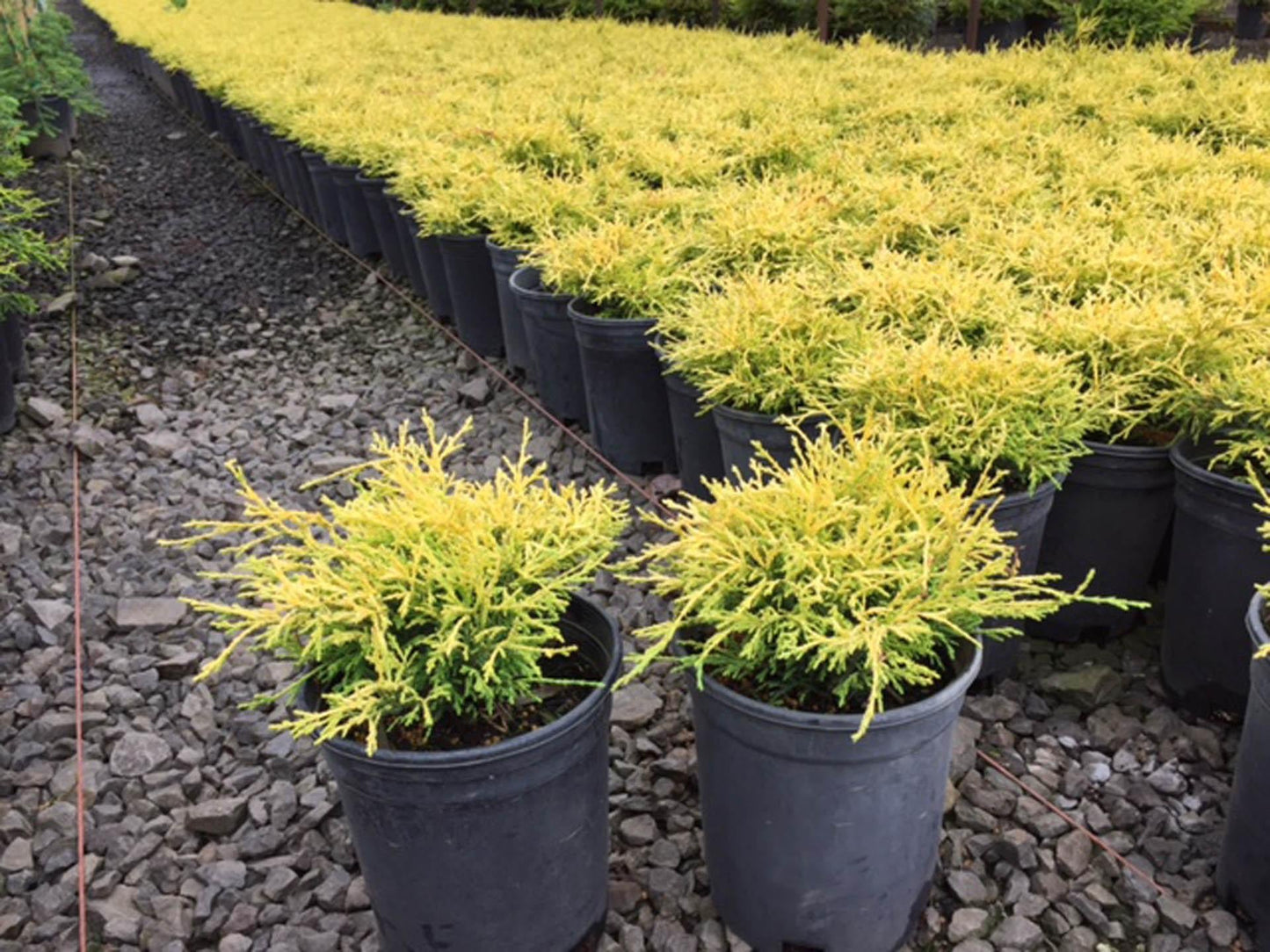 Chamaecyparis Pisifera King S Gold - View 2 from www redcrocus com