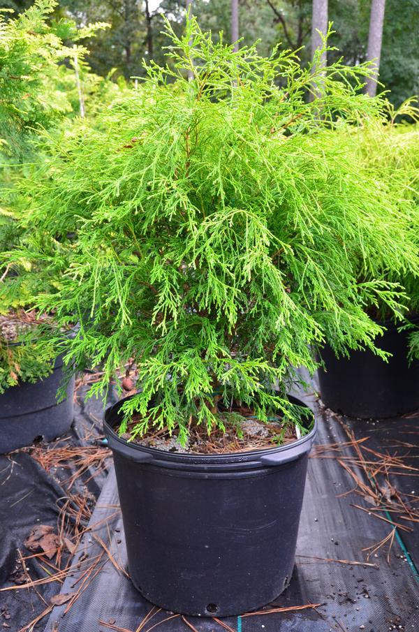 Chamaecyparis Pisifera King S Gold - View 3 from www redcrocus com