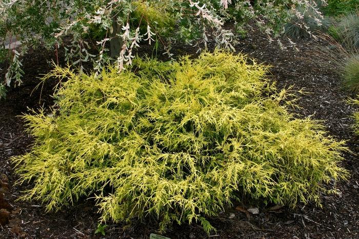 Chamaecyparis Pisifera King S Gold - View 4 from www redcrocus com