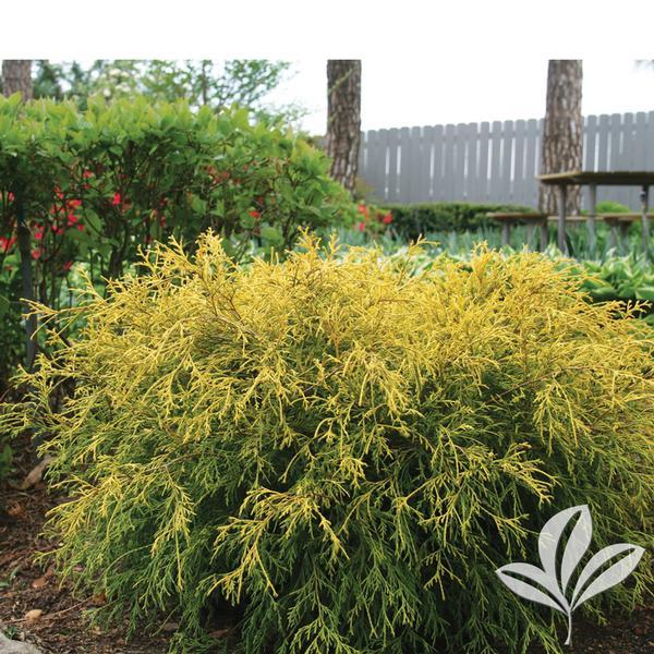 Chamaecyparis Pisifera King S Gold - View 5 from www redcrocus com