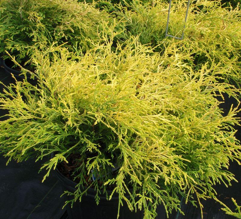 Chamaecyparis Pisifera King S Gold - View 7 from www redcrocus com