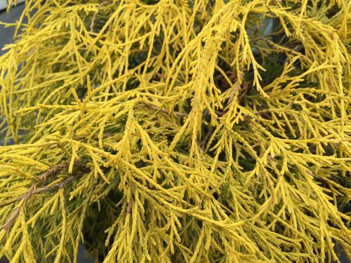 Chamaecyparis Pisifera King S Gold - View 8 from www redcrocus com