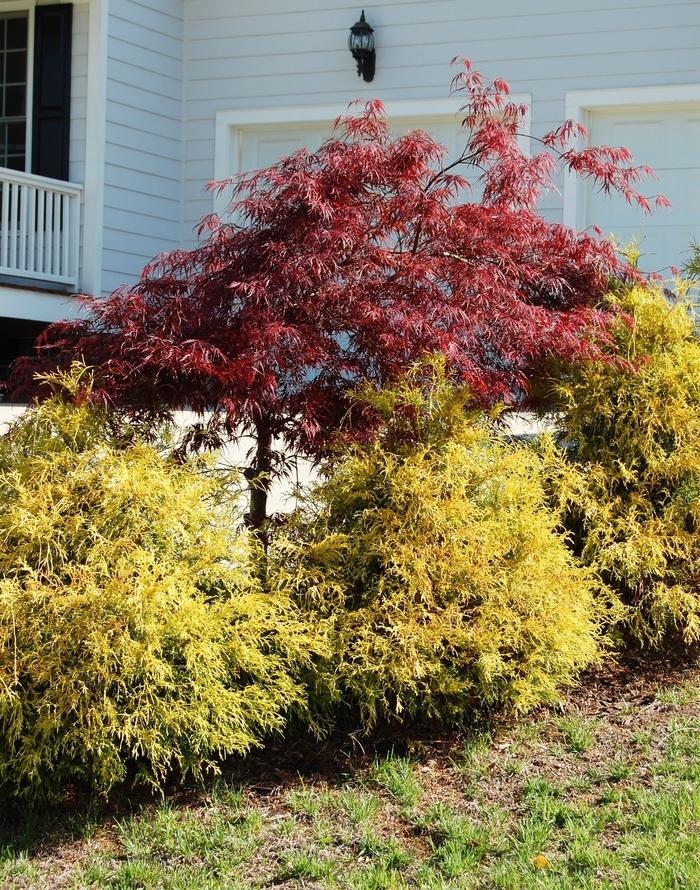 Chamaecyparis Pisifera King S Gold - View 9 from www redcrocus com