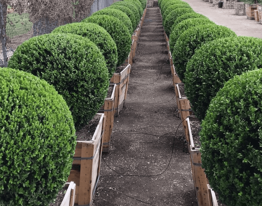 Buxus Microphylla 'green Beauty' - View 16 from www redcrocus com