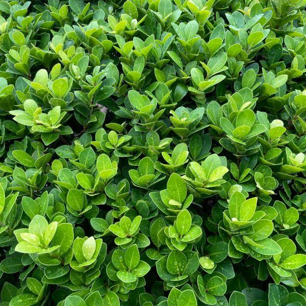 Buxus Microphylla 'green Beauty' - View 20 from www redcrocus com