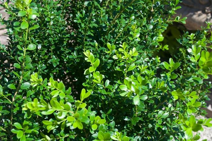 Buxus Microphylla Baby Gem - View 19 from www redcrocus com