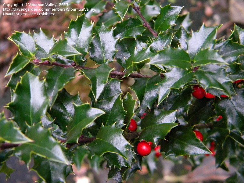 Ilex Red Beauty - View 17 from www redcrocus com