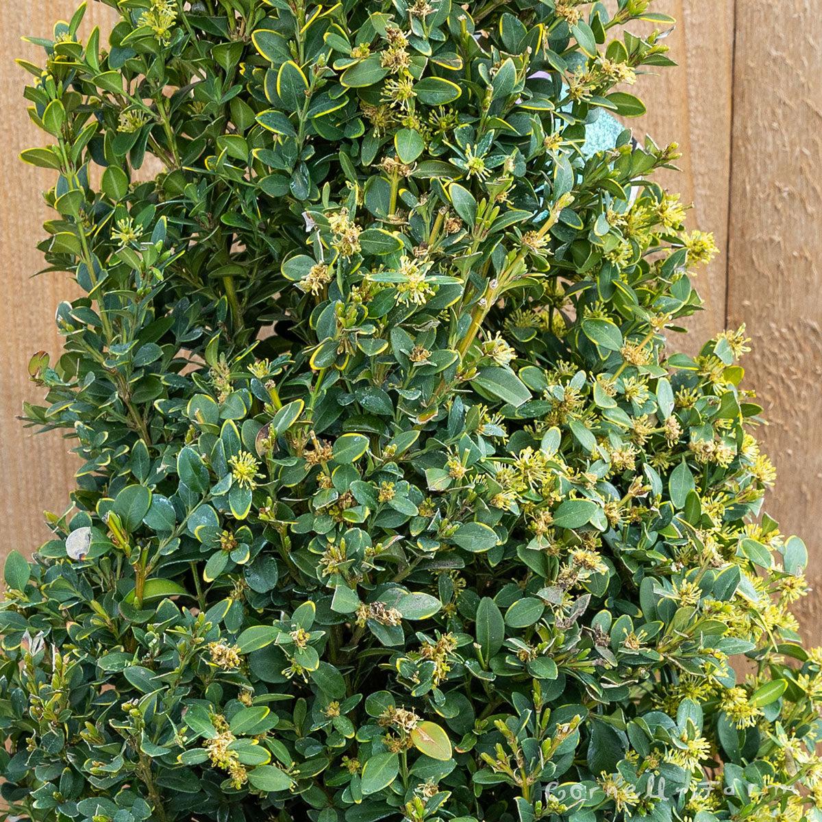Buxus Microphylla Green Mountain Columnar - View 13 from www redcrocus com