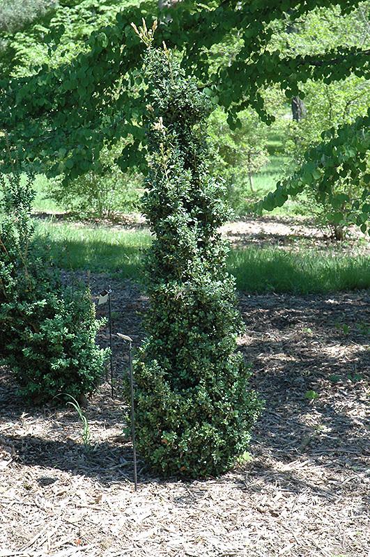 Buxus Sempervirens Fastigiata - View 10 from www redcrocus com
