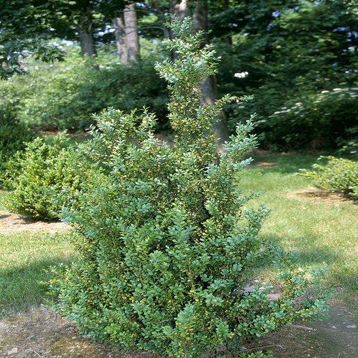 Buxus Sempervirens Fastigiata - View 11 from www redcrocus com