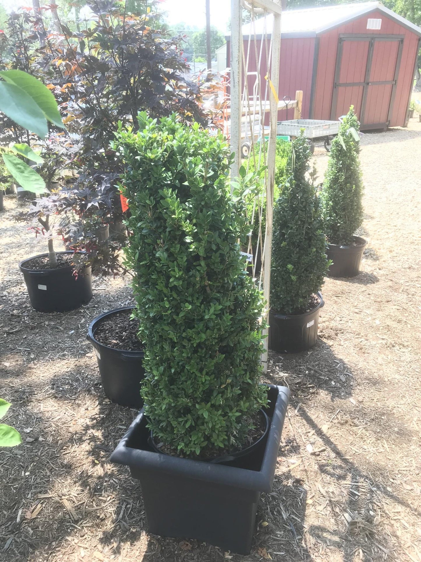 Buxus Sempervirens Fastigiata - View 12 from www redcrocus com