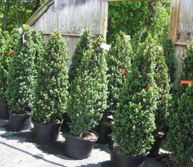 Buxus Sempervirens Fastigiata - View 13 from www redcrocus com