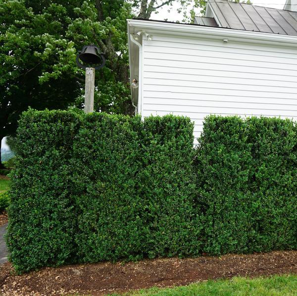 Buxus Sempervirens Fastigiata - View 2 from www redcrocus com
