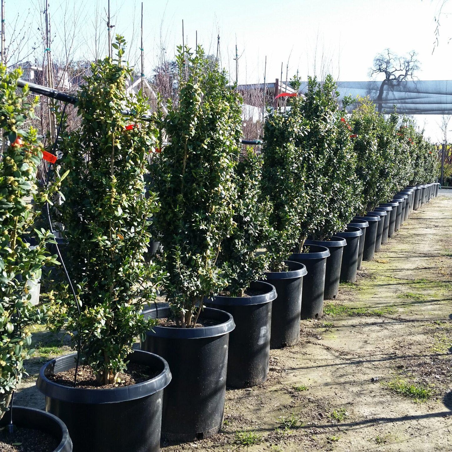 Buxus Sempervirens Fastigiata - View 3 from www redcrocus com
