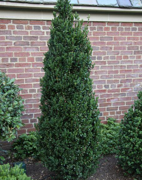 Buxus Sempervirens Fastigiata - View 4 from www redcrocus com