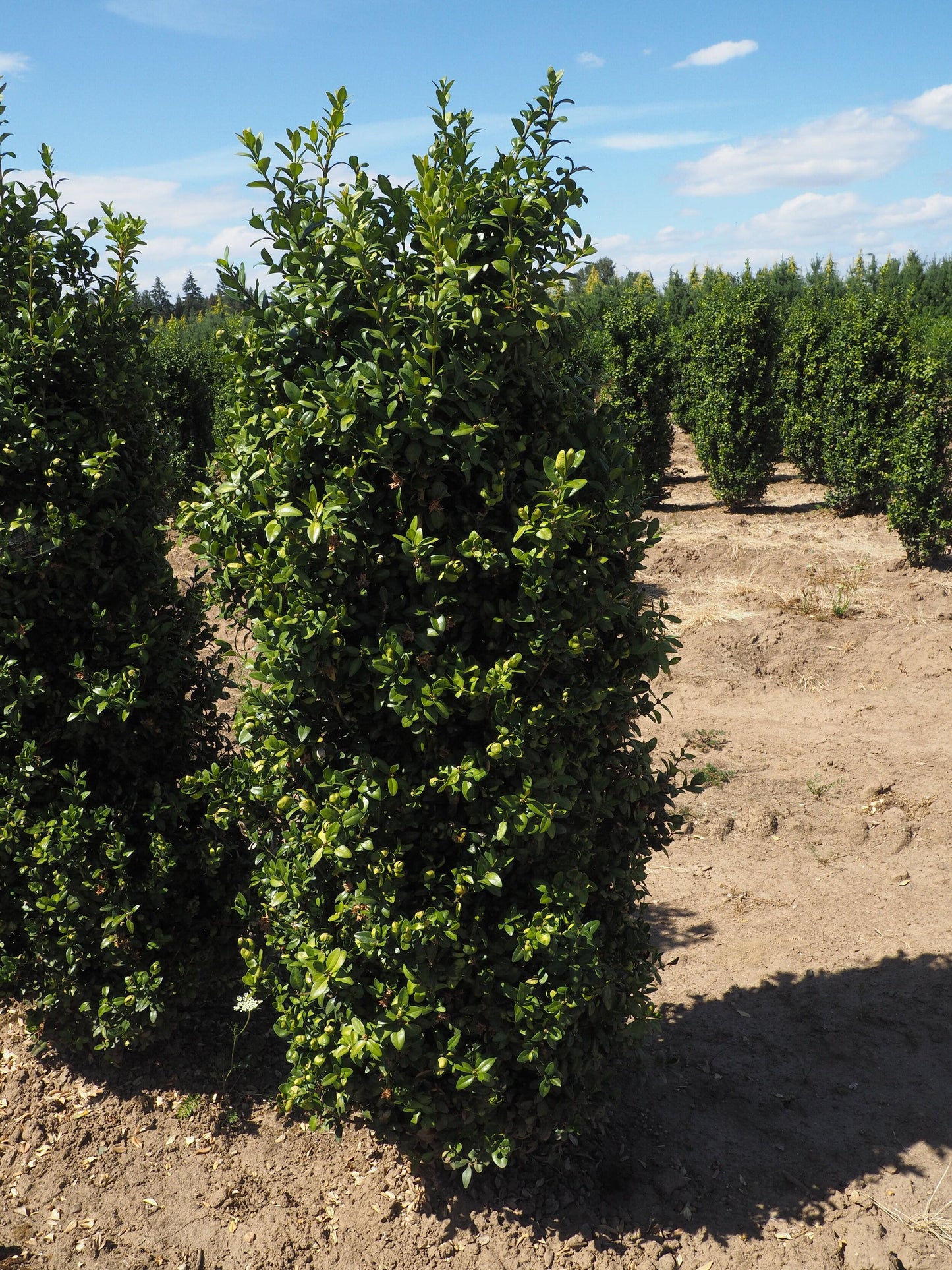 Buxus Sempervirens Fastigiata - View 5 from www redcrocus com