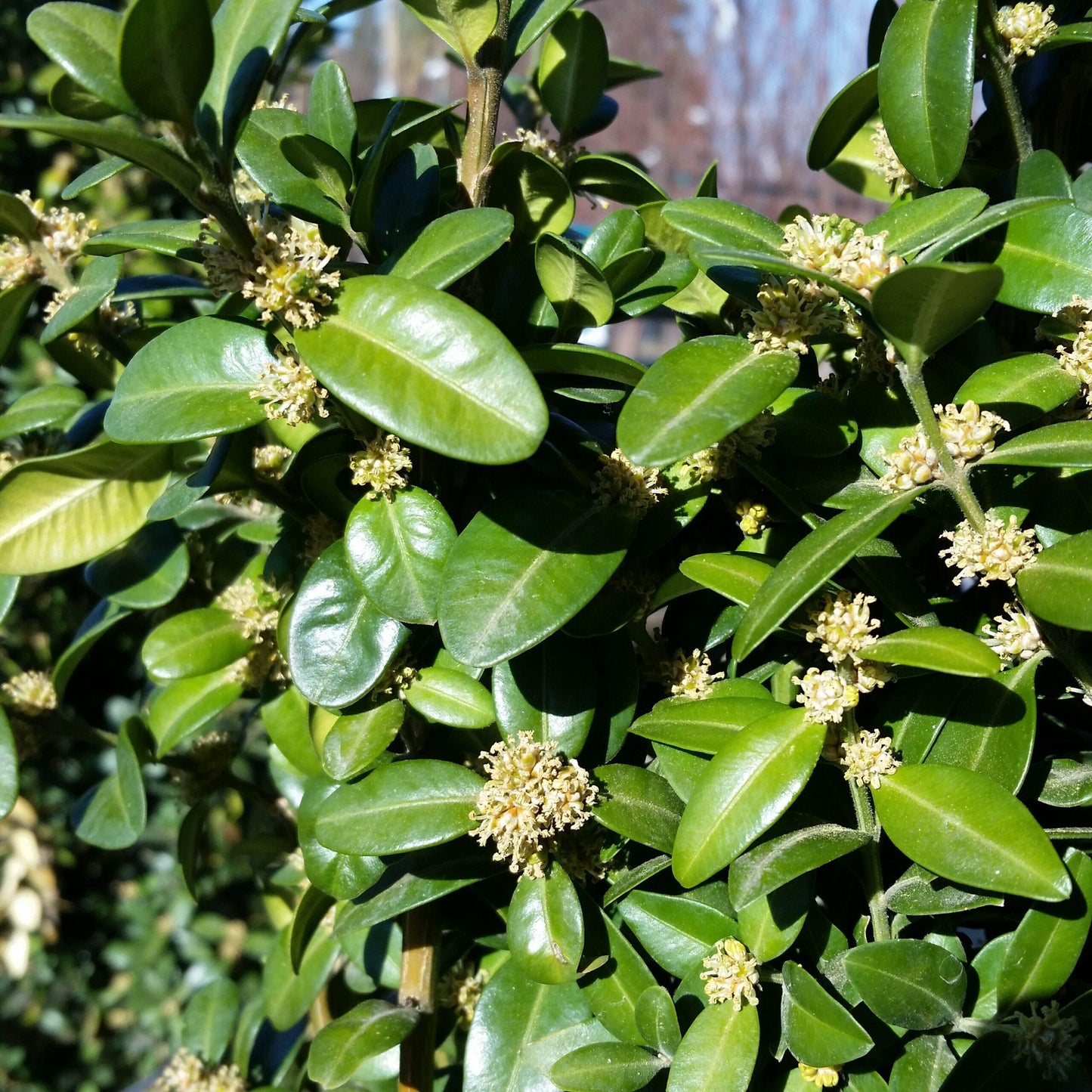 Buxus Sempervirens Fastigiata - View 6 from www redcrocus com